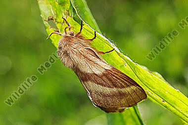Wolfsmilch-Ringelspinner Weibchen