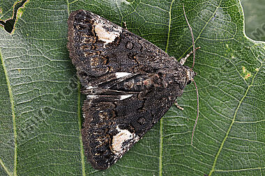 Zaunwinden-Trauereule