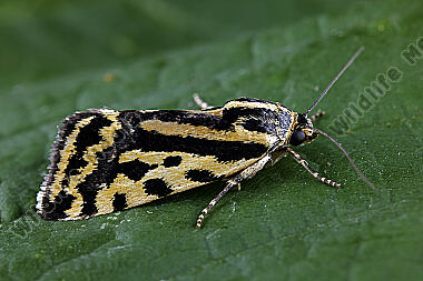 Ackerwinden-Bunteulchen