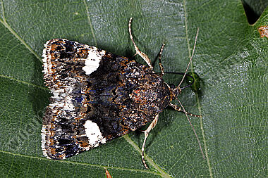 Ackerwinden-Trauereule