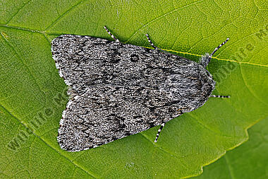 Wolfsmilch-Rindeneule