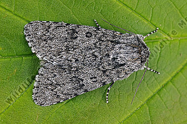 Wolfsmilch-Rindeneule