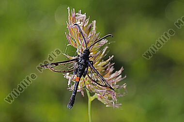 Apfelbaum-Glasflügler