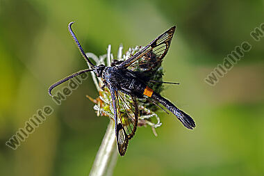 Apfelbaum-Glasflügler