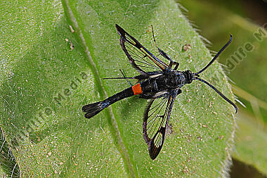 Apfelbaum-Glasflügler