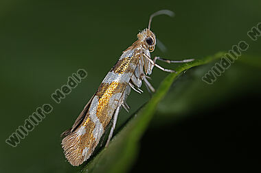 Kleinschmetterling Argyresthia goedartella