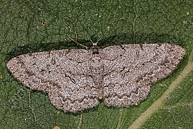 Aschgrauer Rindenspanner