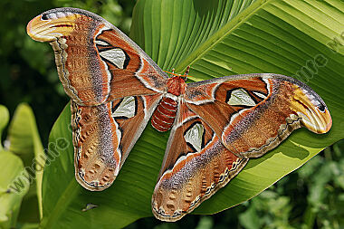 Atlasseidenspinner atlas Weibchen