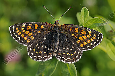 Baldrian-Scheckenfalter