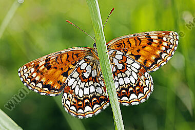 Baldrian-Scheckenfalter