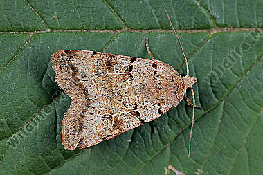 Basalfleck-Bodeneule