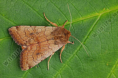 Bibernell-Trockenraseneule