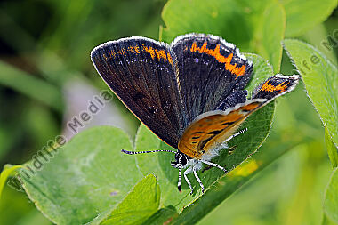 Blauschillernder Feuerfalter