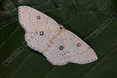 Birken-Gürtelpuppenspanner