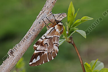 Birkenspinner Weibchen