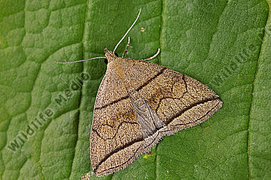 Bogenlinien-Spannereule