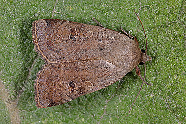 Breitflügelige Bandeule