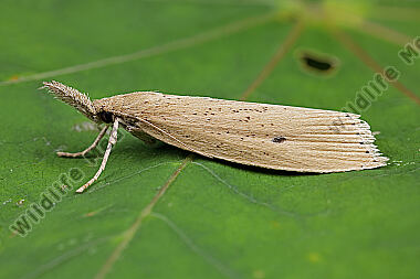 Breitflügeliger Schilfzünsler