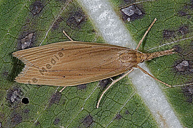 Breitflügeliger Schilfzünsler