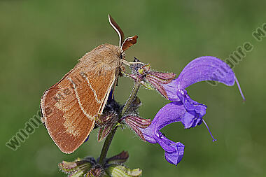 Brombeerspinner Männchen