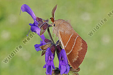 Brombeerspinner Männchen