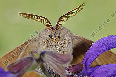 Brombeerspinner Männchen