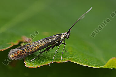 Coleophora alcyonipennella