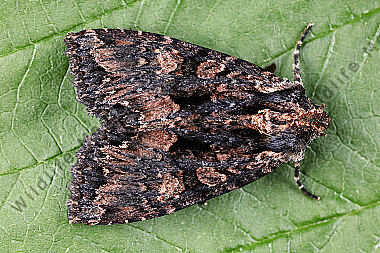 Dunkelbraune Waldrandeule