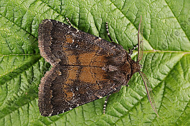 Dunkle Waldschatteneule