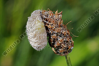 Eckfleck-Bürstenspinner Weibchen