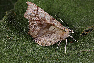 Eichen-Zackenrandspanner