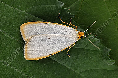 Elfenbein-Flechtenbärchen