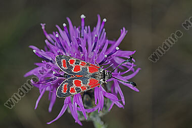 Esparsetten-Widderchen