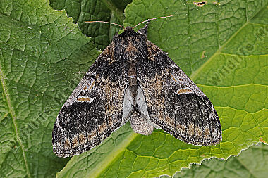 Espen-Zahnspinner Weibchen