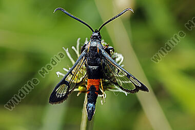 Faulbaum-Glasflügler