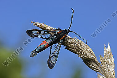 Faulbaum-Glasflügler