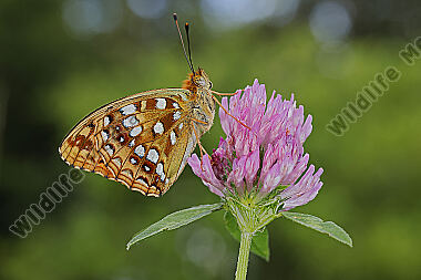 Feuriger Perlmuttfalter