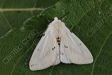 Gelber Fleckleibbär