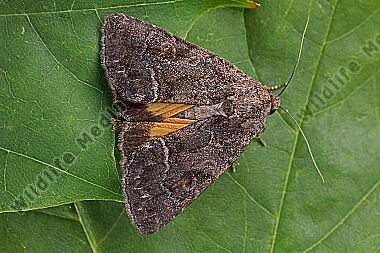 Gelbflügel-Raseneule