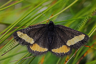 Gelbgeränderter Flachstirnspanner