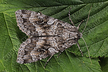 Graue Heidelbeereule