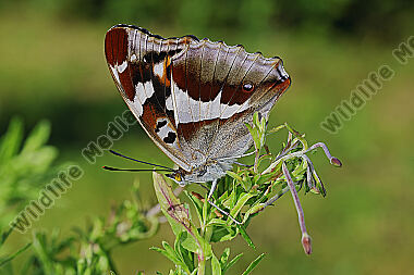Großer Schillerfalter Weibchen