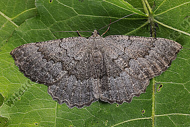 Großer Steinspanner