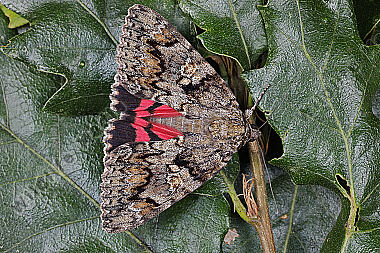 Großes Eichenkarmin