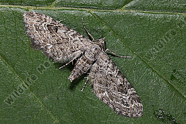 Heidekraut-Blütenspanner