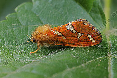 Heidekraut-Wurzelbohrer