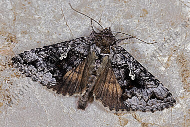 Heidelbeeren-Silbereule