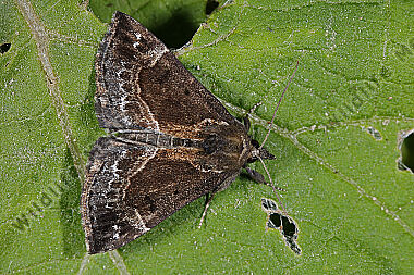 Heidelbeer-Schnabeleule