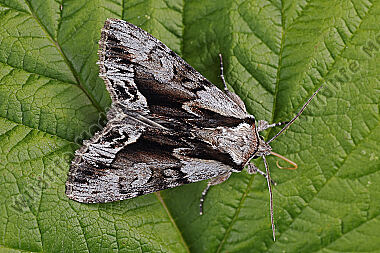 Heidelbeer-Stricheule
