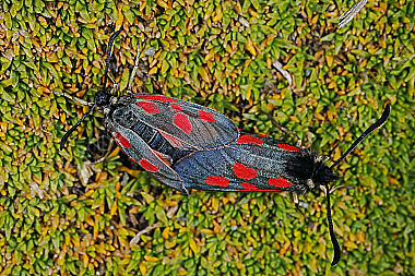 Hochalpenwidderchen Paarung